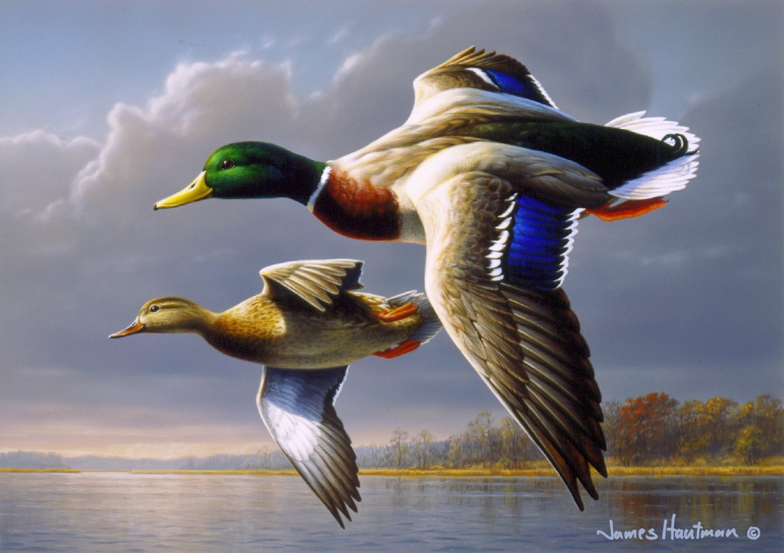 Jim Hautman Wins Federal Duck Stamp Competition a Record 6th Time